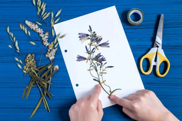 Girl makes herbarium of medicinal plants. Dry plant of bellflower (Campanula) is attached to piece of paper. Concept of education and alternative medicine