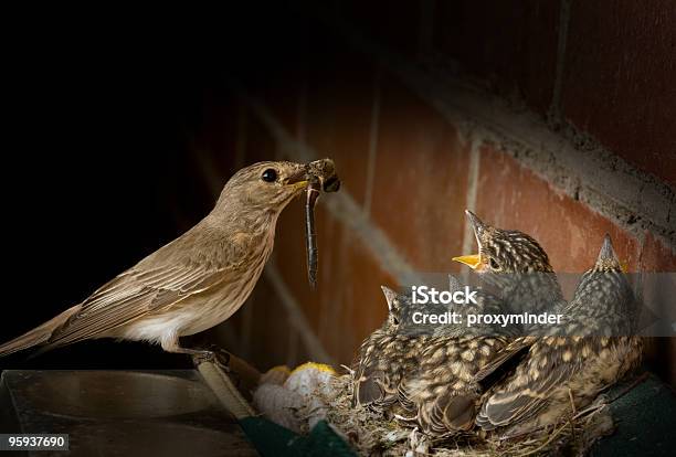 Spotted Flycatcher Stock Photo - Download Image Now - Adult, Animal, Animal Mouth