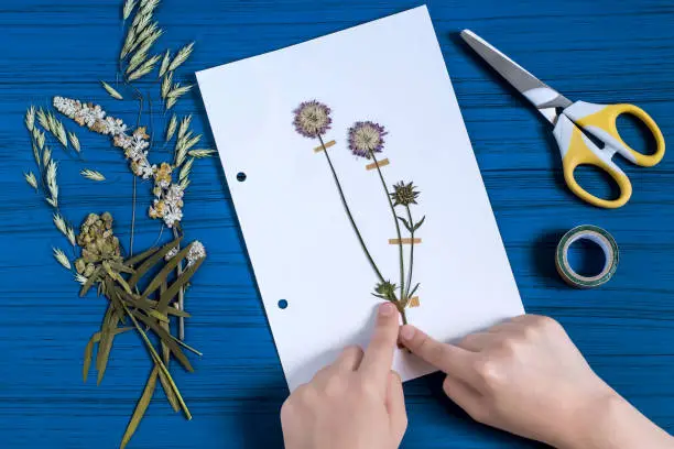 Girl makes herbarium of medicinal plants. Dry plant of field scabious (Knautia arvensis) is attached to piece of paper. Concept of education and alternative medicine