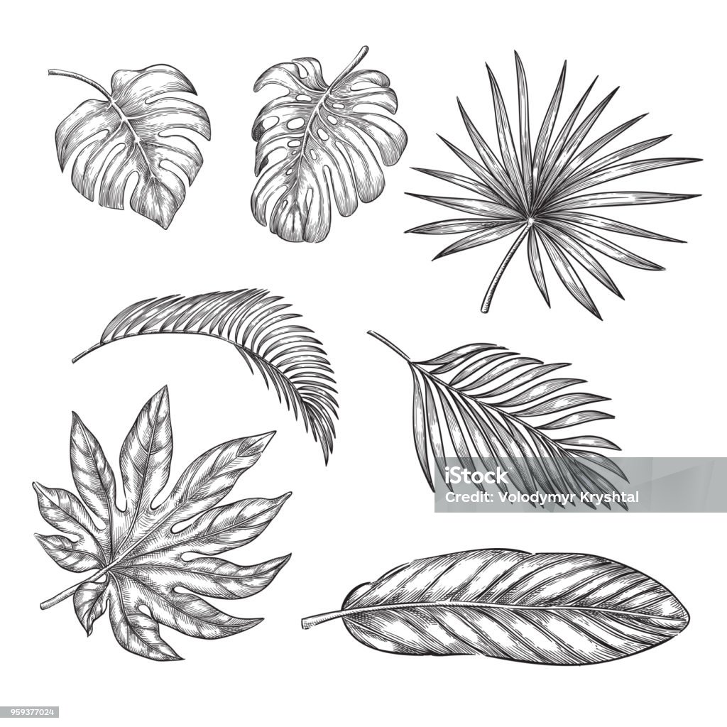 Tropical palm leaves set, vector sketch illustration. Hand drawn tropic nature and floral design elements Tropical palm leaves set, vector sketch illustration. Hand drawn tropic nature and floral design elements. Palm Leaf stock vector