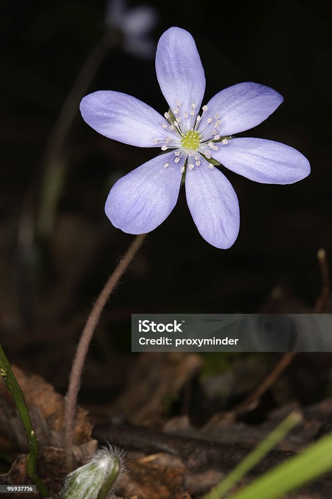 Anemones - Foto de stock de Anémona - Familia del Ranúnculo libre de derechos