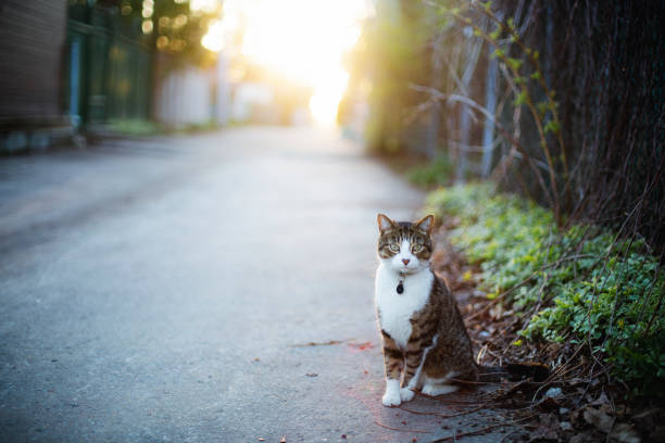 domestic cat, montreal, alley, animal themes