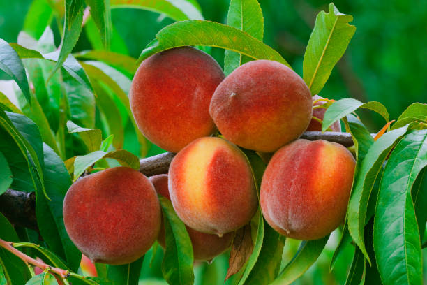 istock Ripe Peach Branch in the Orchard 959378376