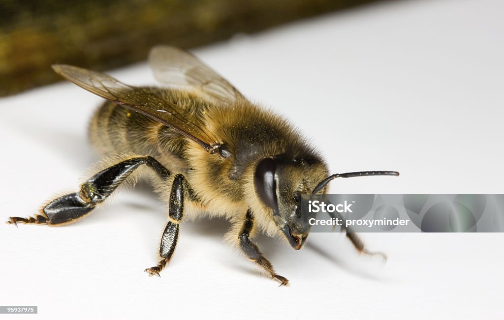 Abeille à miel - Photo de Abeille libre de droits