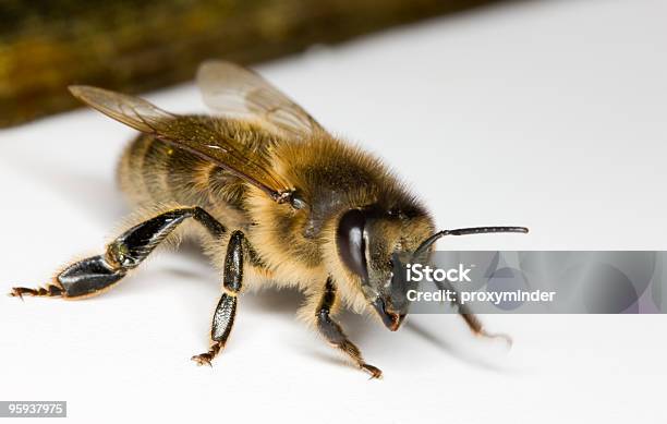 꿀 꿀벌 0명에 대한 스톡 사진 및 기타 이미지 - 0명, 곤충, 꿀벌