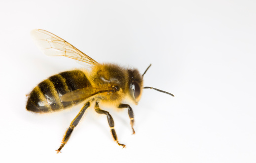 Natural dorsal closeup on a female European wool carder bee, Anthidium manicatum at hte bee-hotel