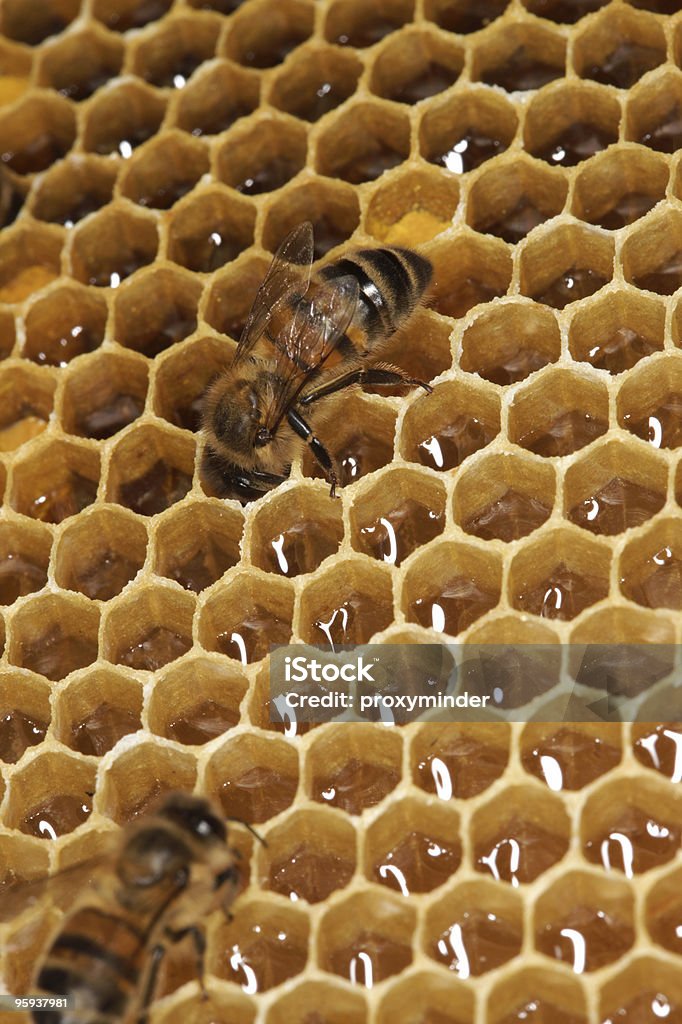 Honey ミツバチ - カラー画像のロイヤリティフリーストックフォト