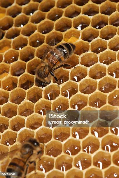 Honey ミツバチ - カラー画像のストックフォトや画像を多数ご用意 - カラー画像, スイーツ, ハナバチ
