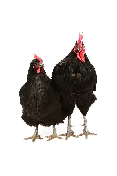 istock Jersey giant black rooster and hen 95938156