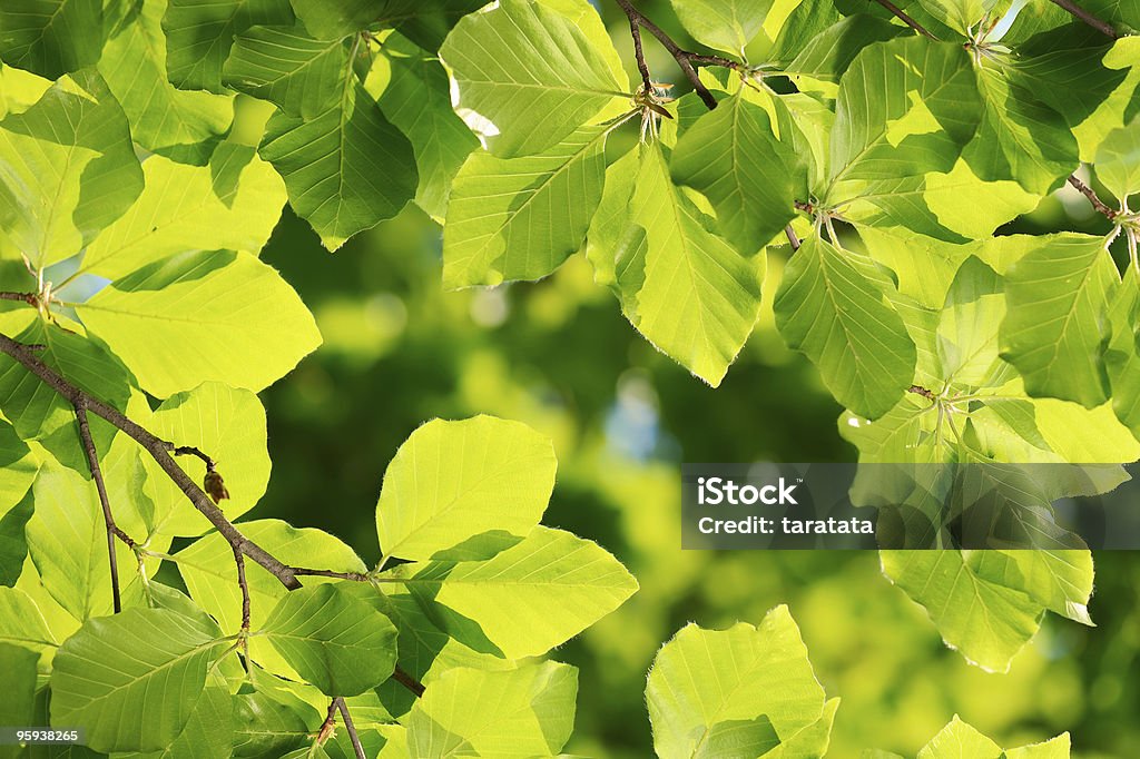 Grüne Blätter Hintergrund - Lizenzfrei Ast - Pflanzenbestandteil Stock-Foto