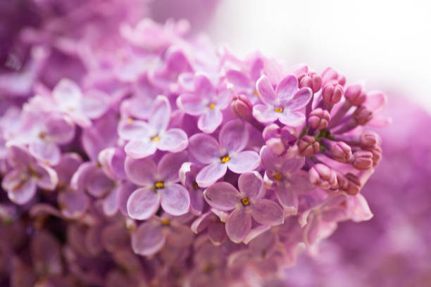 istock Fresh blossoming flowers at at the florist 959382746