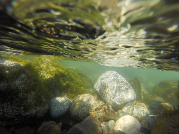 istock underwater river rocks being washed by mountain stream 959386622