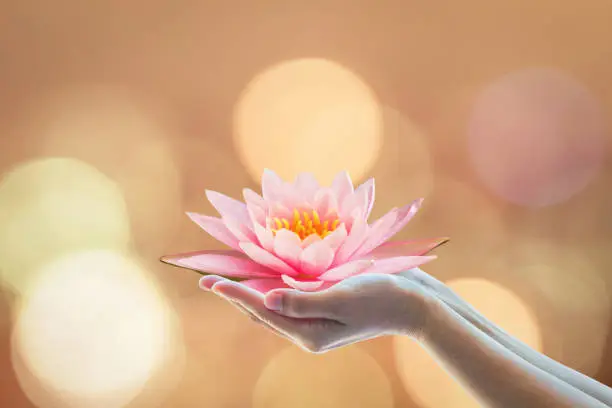 Photo of Vesak day, Buddhist lent day, Buddha's birthday worshiping concept with woman's hands holding water lilly or lotus flower