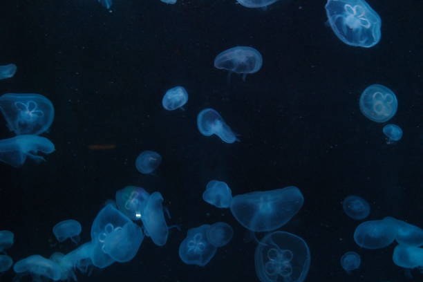 istock Jellyfish in the aquarium 959387604
