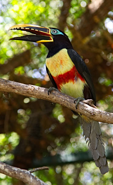 istock Colorful beautiful tucan 959390338