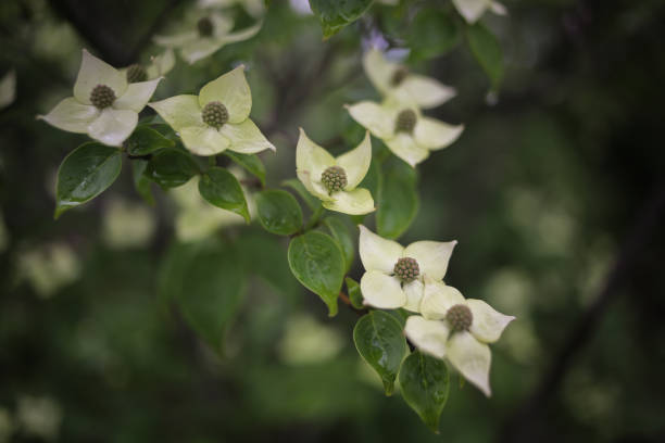 White Kousa Dogwood Flowers Growing on a Tree in Spring