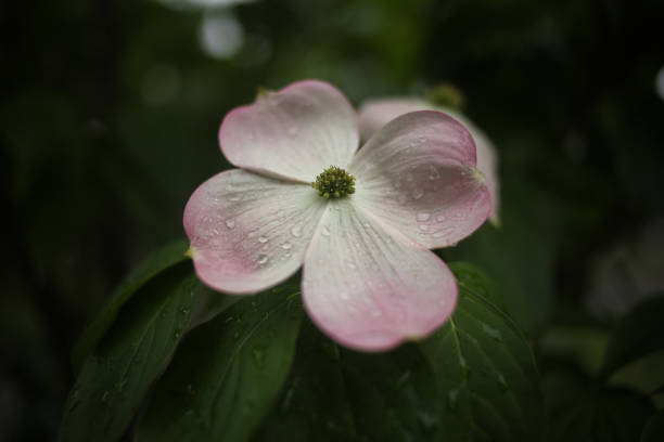 pink flowering dogwood