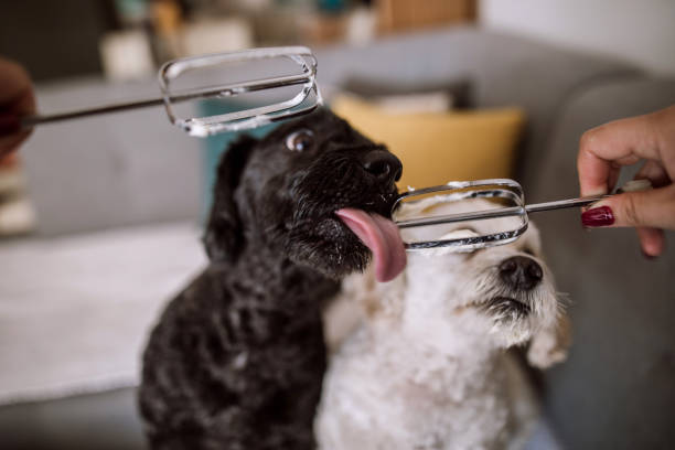 istock Funny dogs licking whipped cream 959390862
