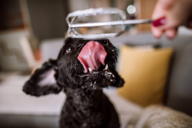 istock Cute dog licking whipped cream 959390890