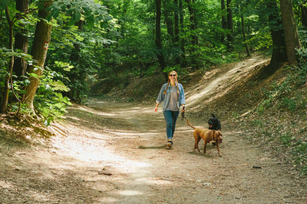 istock Young Woman Walking Her Dogs 959394308