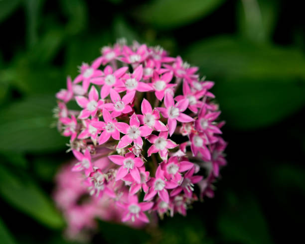istock Lots of blooming small star shape pink flowers 959397716