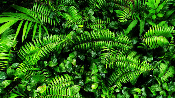 istock Vertical garden with tropical green leaf, contrast 959398478