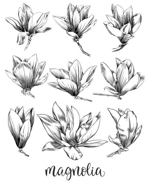 illustrazioni stock, clip art, cartoni animati e icone di tendenza di disegno a penna e inchiostro di un fiore di magnolia con elementi acquerello - magnolia blossom flower head single flower