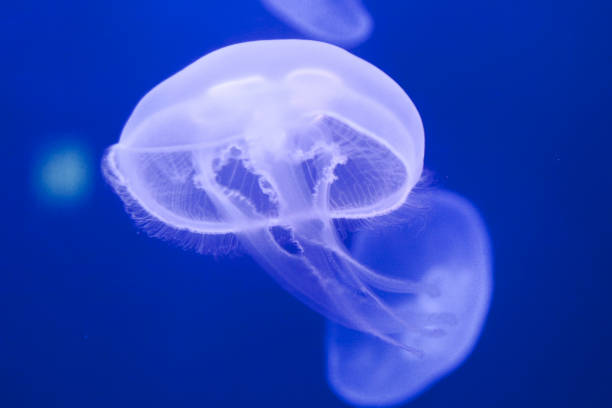 istock Jellyfish in water 959401966