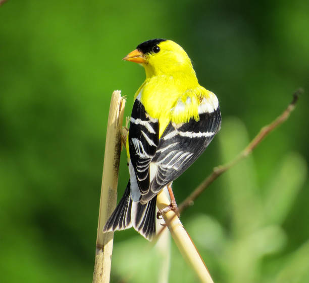 american goldfinch posing on a branch - american goldfinch branch perching finch imagens e fotografias de stock