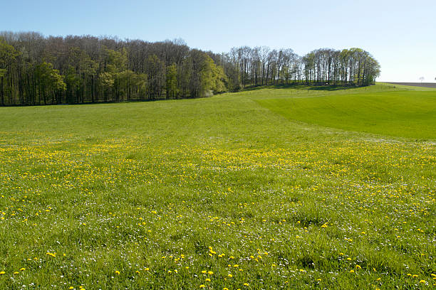 White dandelions on green grass field in a summer forest with trees on a background. Dreamy fairytale landscape