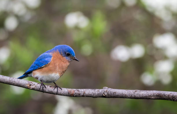 istock Eastern Bluebird male perched with simple green bokeh background room for text 959406548