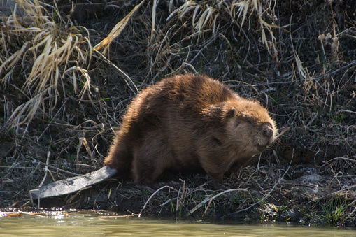A beaver does his work on the side of a riverbank.