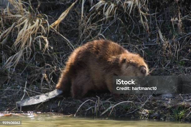 Beaver On The Side Of The River Stock Photo - Download Image Now - Beaver, Biting, Chewing