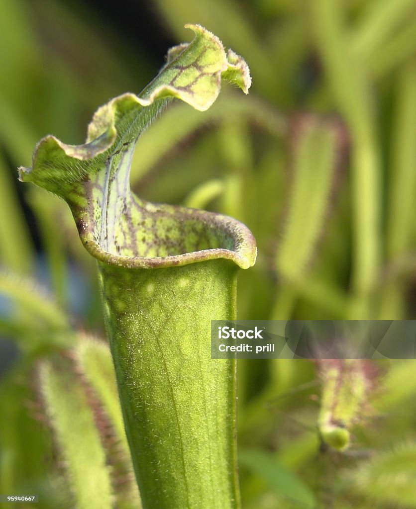 carnivorous plants carnivorous pitcher plant detail and some flypaper traps in the back Awe Stock Photo