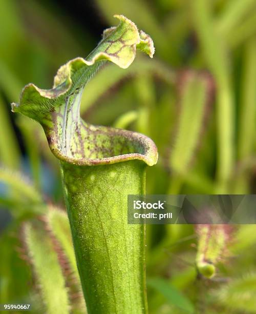 Carnivorous Plants Stock Photo - Download Image Now - Awe, Bog, Botany