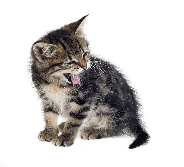 Photo of kitten yawn