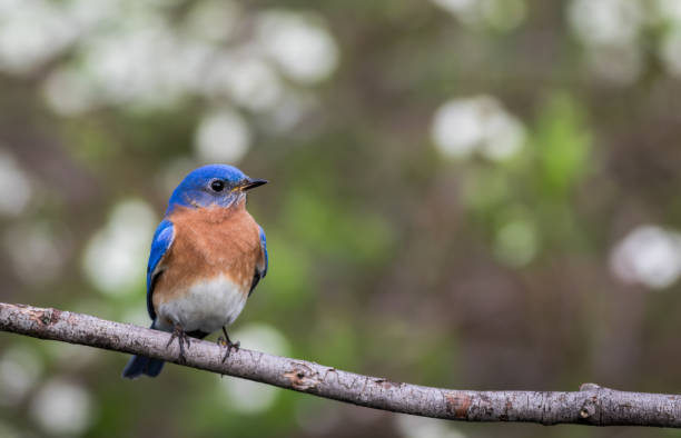 istock Eastern Bluebird male perched with simple green bokeh background room for text 959407016