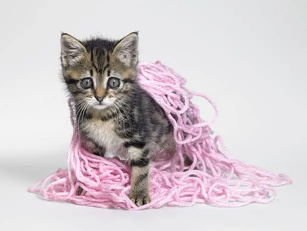 Photo of kitten coated in wool