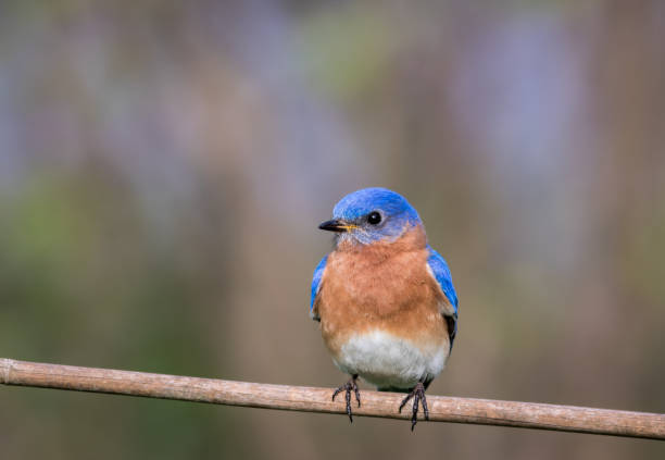 istock Eastern Bluebird male perched with simple gray palette background room for text 959407444