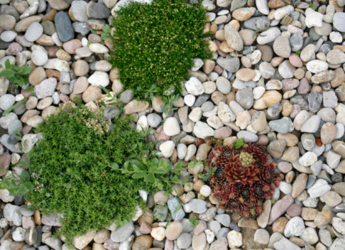 natural background with shrubby plants and pebbles