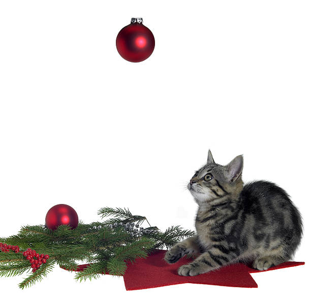 istock cat and christmas decoration 95940916