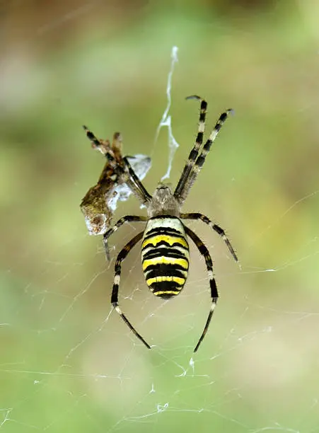 a wasp spider and prey in spiderweb in front of green blurry background