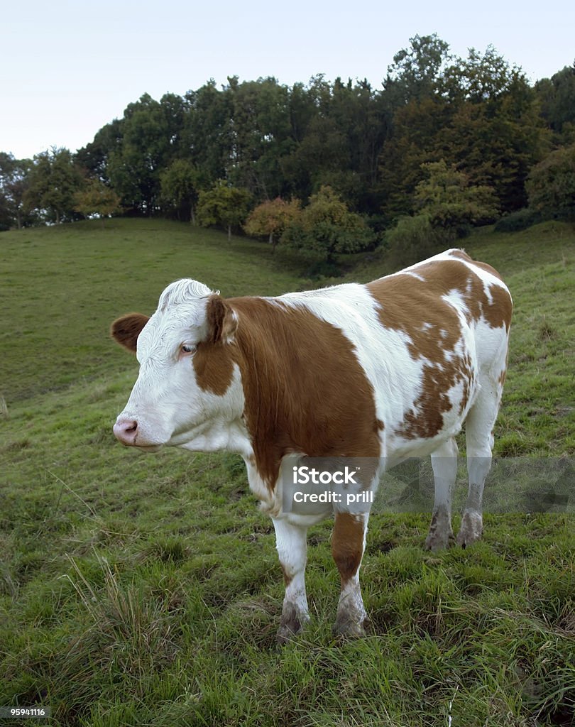 Ruão vaca marrom e branco-se no feed - Foto de stock de Agricultura royalty-free