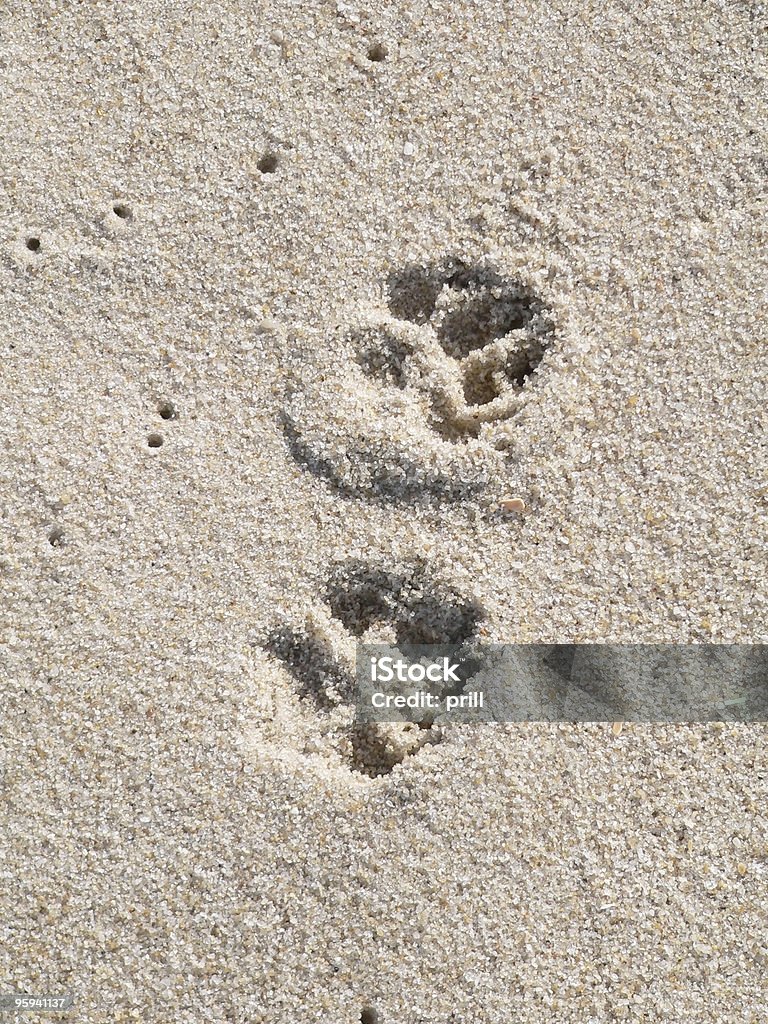footprints pour chien - Photo de Allégorie libre de droits