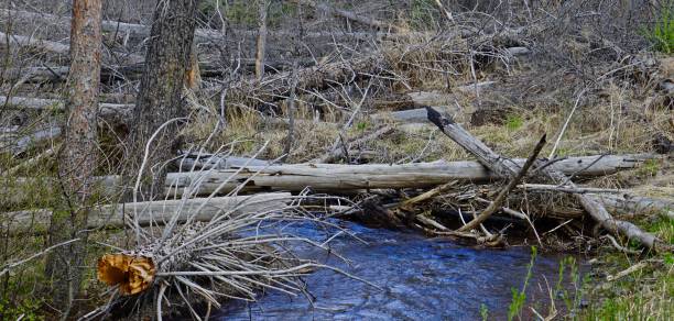 istock Snow Creek Skeleton Wood 959411726