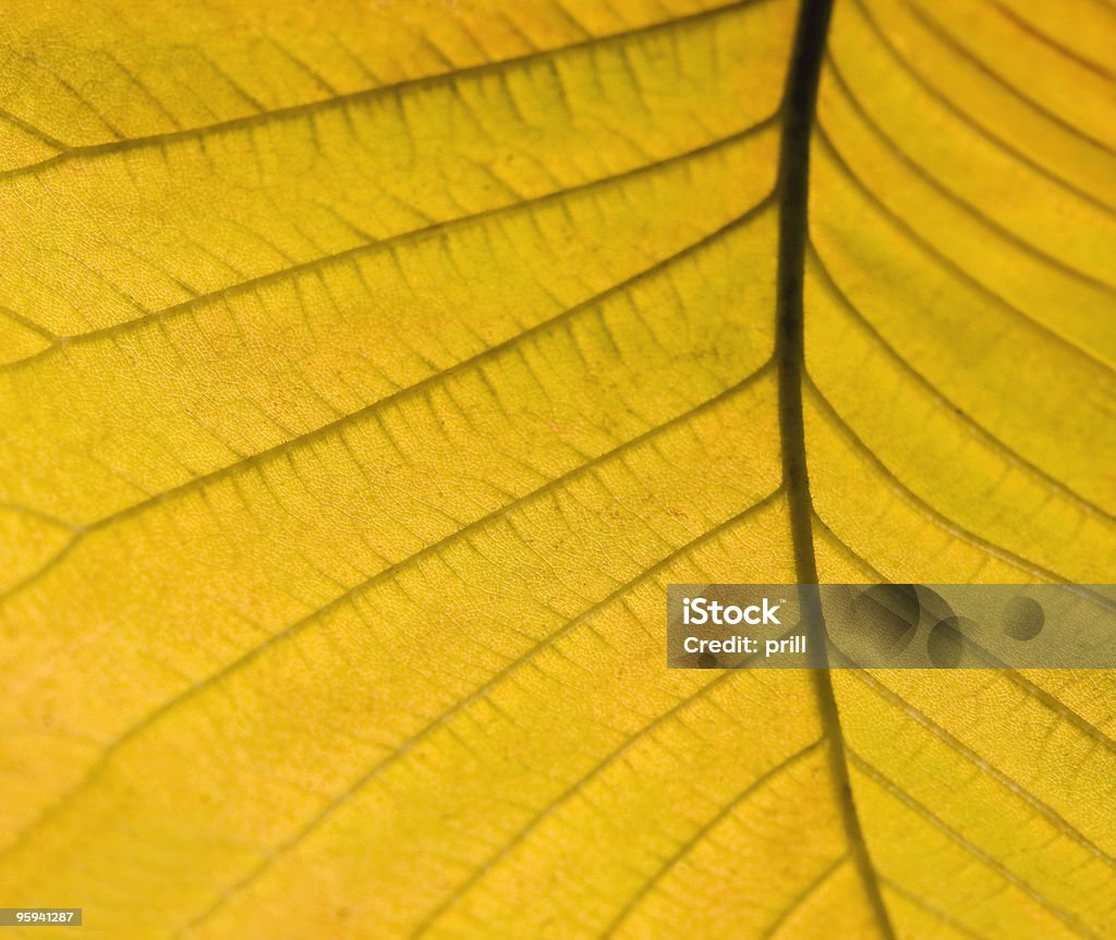 Gialla foglia d'autunno dettaglio - Foto stock royalty-free di Albero