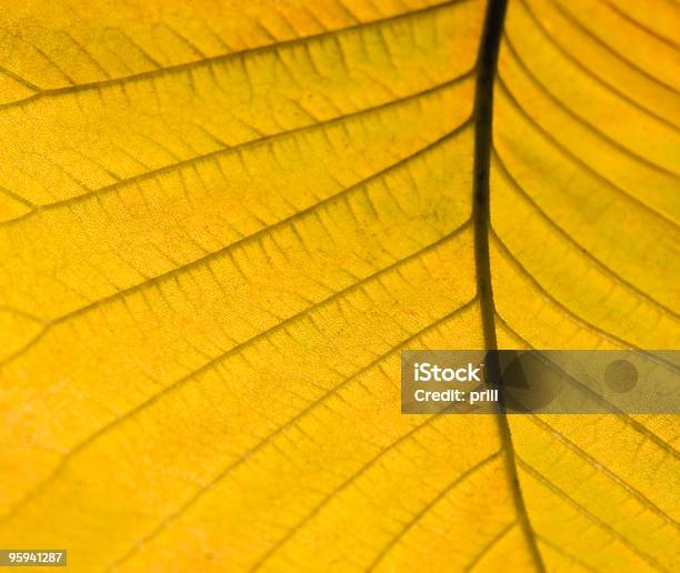 Detalhe De Folha De Outono Amarelo - Fotografias de stock e mais imagens de Abstrato - Abstrato, Alegoria, Amarelo