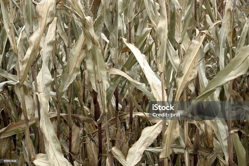 Maïs sere plantes détail - Photo de Abstrait libre de droits