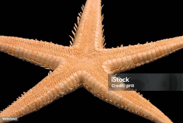 Estrella De Mar Sobre Negro Foto de stock y más banco de imágenes de Alegoría - Alegoría, Animal, Animales cazando