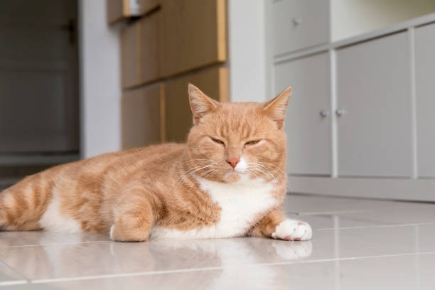 istock Squinting Ginger Cat on Living Room Floor 959414598